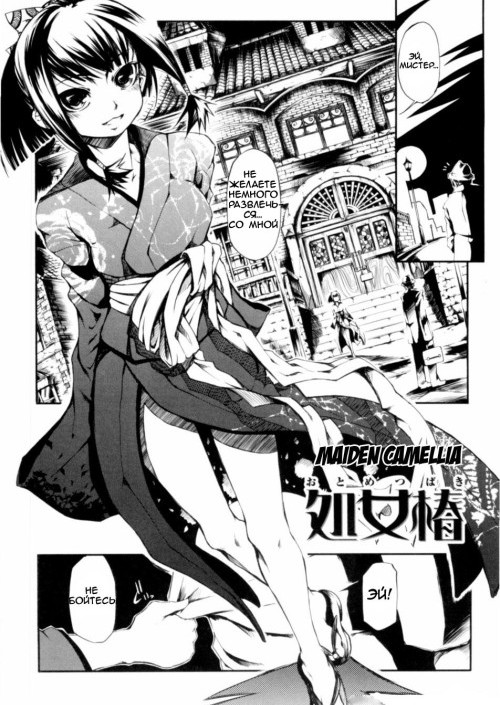 Maiden Camellia / Otometsubaki